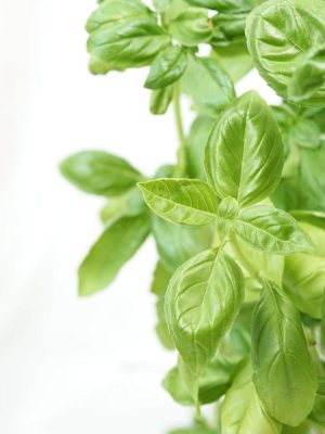 Basilicum.jpg